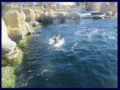 L'Oceanogràfic Oceanarium 043